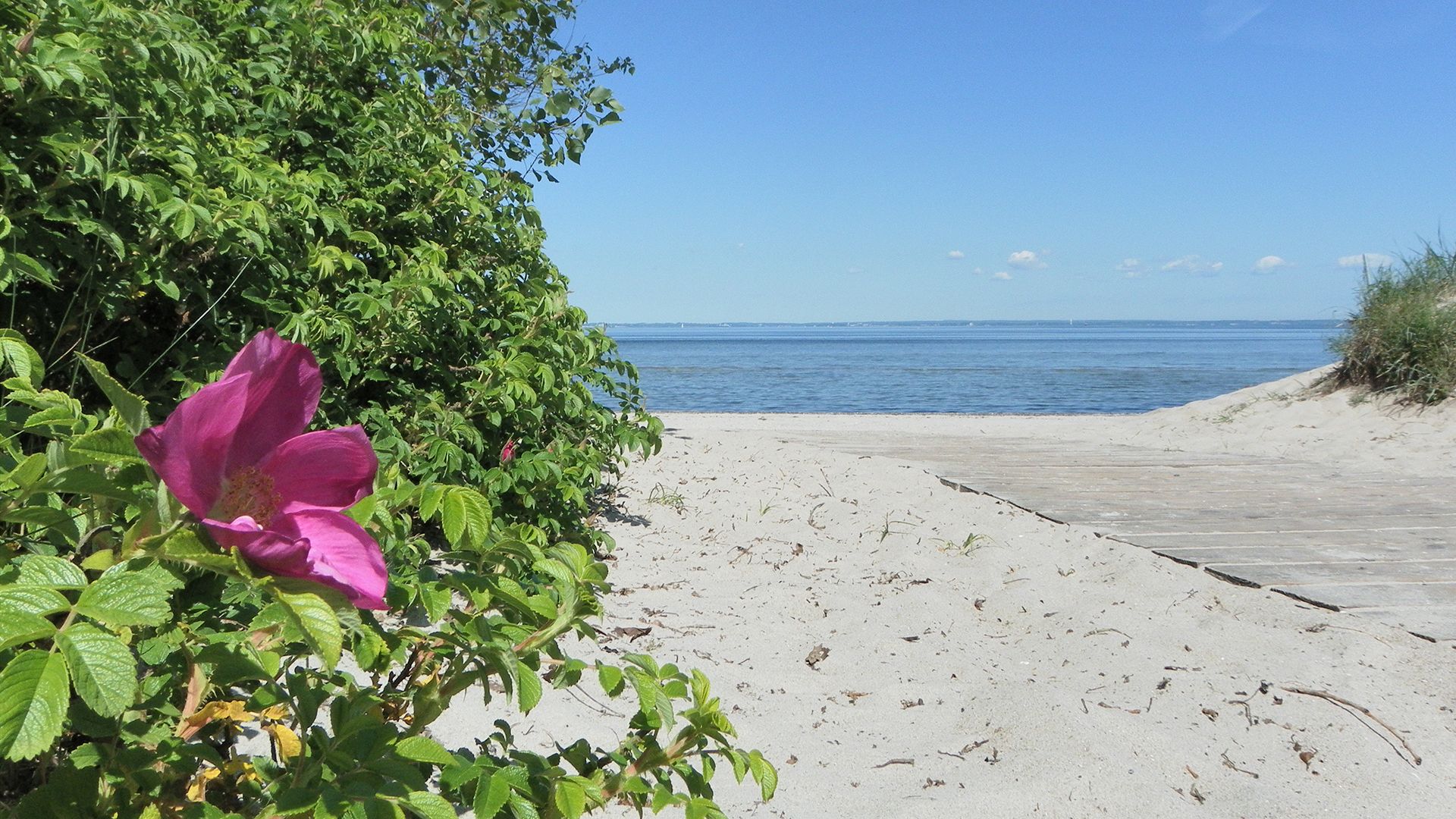 Strand Barendorf mit Strauchrose