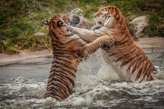 Tigerpark Dassow